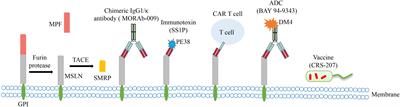 Insights Into the Role of Mesothelin as a Diagnostic and Therapeutic Target in Ovarian Carcinoma